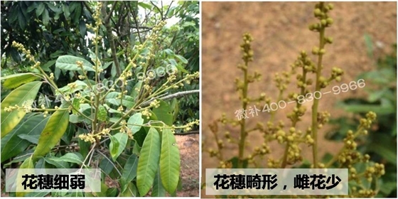 荔枝龙眼花弱