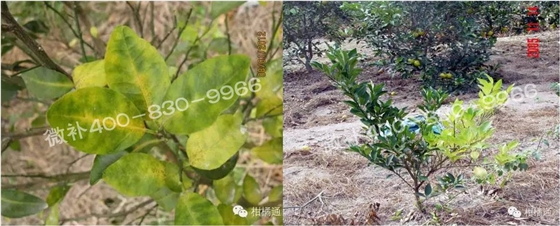 微补由国际植物营养专家领衔的微肥企业,40年微肥经验,针对80多种农作物,有100多个微肥产品,涵盖叶面肥,冲施肥,水溶肥等.咨询热线:400-830-9966微补系列微肥,质量好,肥效高,见效快,后劲大,无公害.