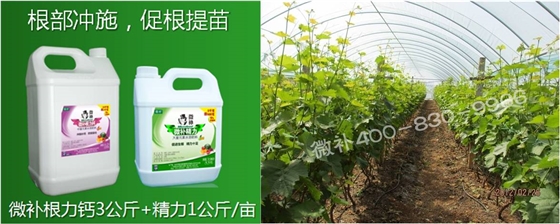 葡萄萌芽期如何预防倒春寒？