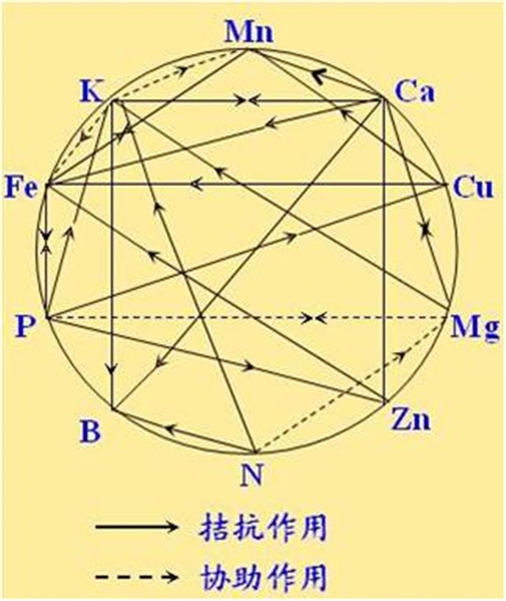 原料型钾肥和镁肥为什么会发生拮抗？