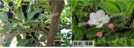 苹果花少花弱