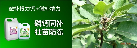 苹果萌芽前如何进行促花壮花？