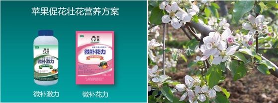 苹果补硼锌促花壮花