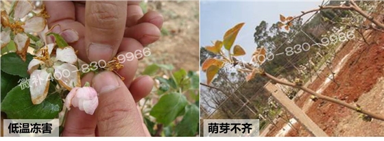 苹果萌芽不齐