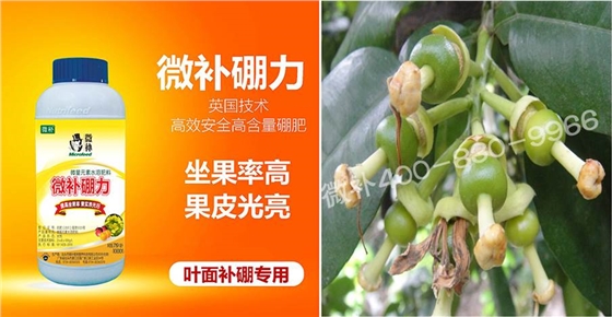 蜜柚促花壮花除了补磷还需要补硼锌？