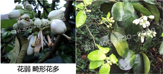 蜜柚促花壮花除了补磷还需要补硼锌？