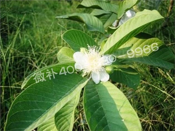 番石榴花期如何管理才能促花保果？