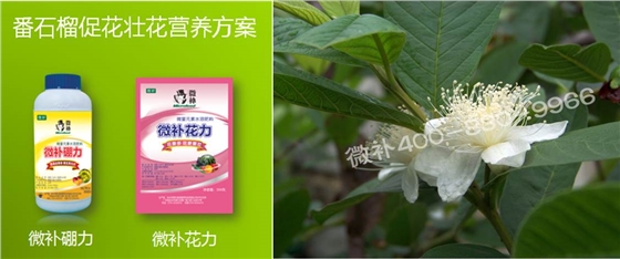 番石榴花期补硼锌