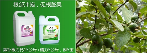 番石榴花期如何管理才能促花保果？