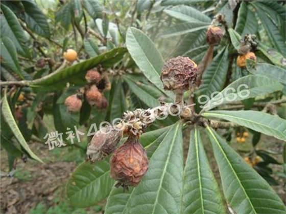 枇杷膨果需要哪些中微量元素？