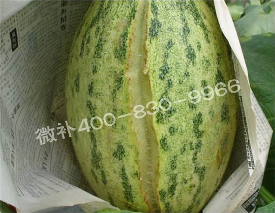 哈密瓜缺钙裂瓜