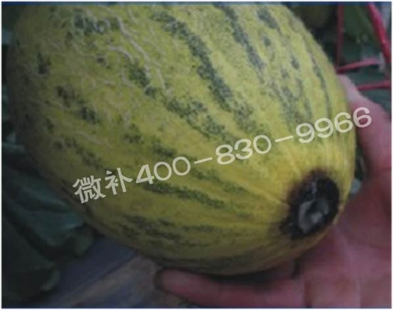 哈密瓜缺钙脐腐病