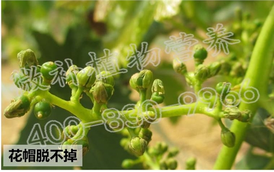 葡萄缺硼症状