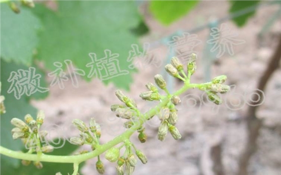 葡萄脱帽难、大小果、无籽果