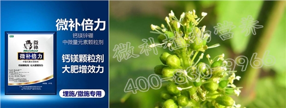 葡萄脱帽难、大小果、无籽果怎么办？