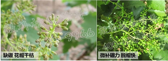 葡萄脱帽难、大小果、无籽果怎么办？
