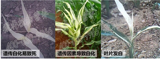 如何辨别预防玉米“白化苗”?