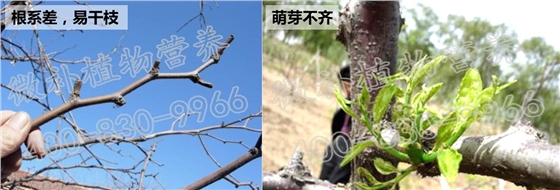 冬枣萌芽期促根、防冻