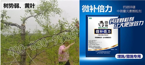 冬枣树势弱