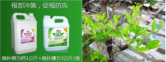 冬枣萌芽期如何科学促根、防冻?