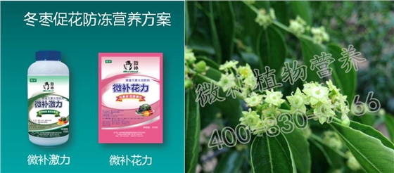 冬枣促花