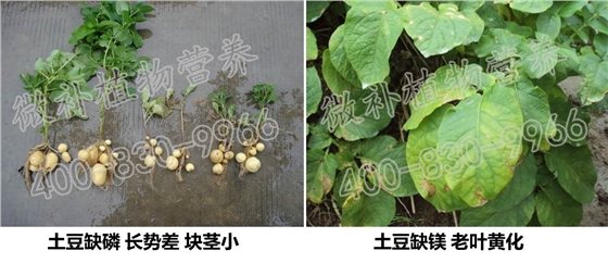 块茎、根茎类作物快速膨大、提高产量的秘方在于补充磷钾肥？