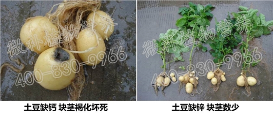 块茎、根茎类作物快速膨大、提高产量的秘方在于补充磷钾肥？
