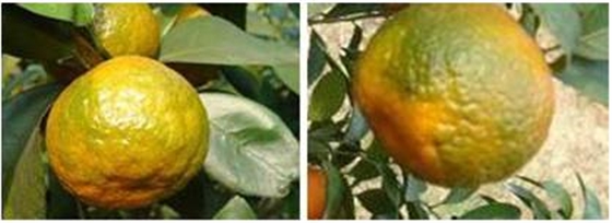 如何区分作物病害与作物缺素？