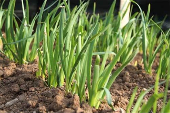韭菜干尖施肥