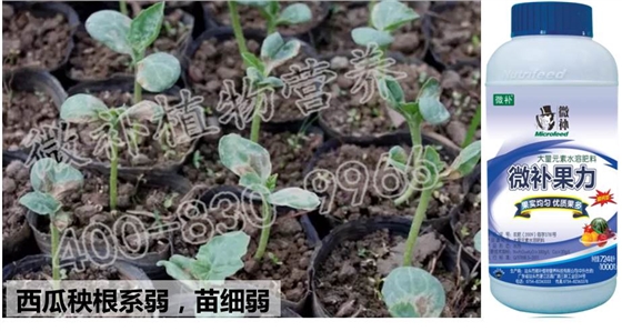 西瓜苗弱僵苗