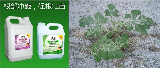 西瓜补钙促根