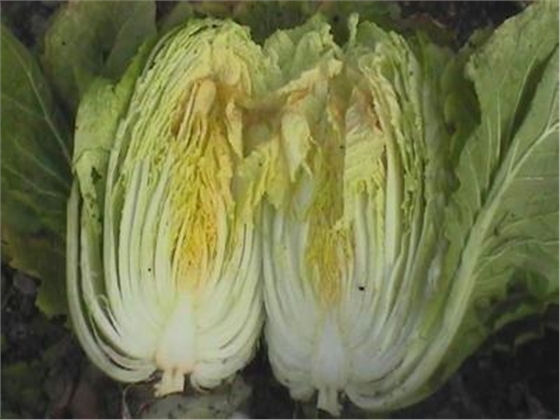 方案 (2).jpg