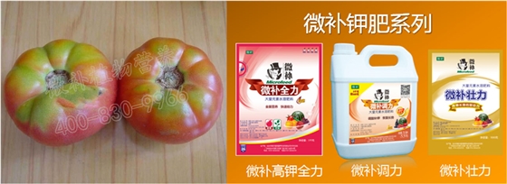番茄缺钾与补钾