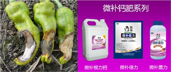 辣椒缺钙脐腐病