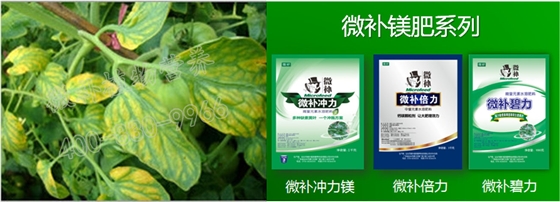 番茄缺镁黄叶早衰