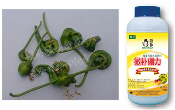 辣椒缺硼畸形果