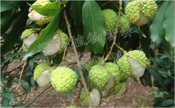荔枝缺钙裂果