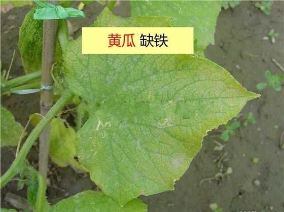 黄瓜缺铁叶片