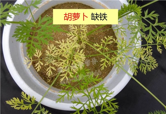 胡萝卜缺铁叶片