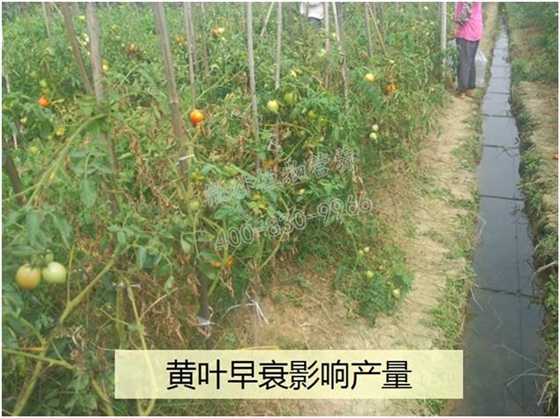 番茄黄叶多