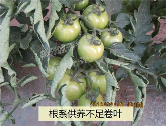 番茄卷叶