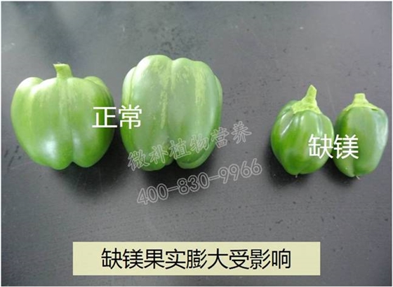 辣椒畸形果