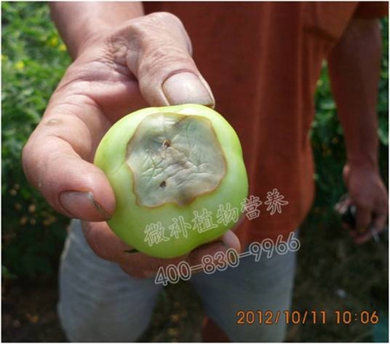 番茄脐腐病