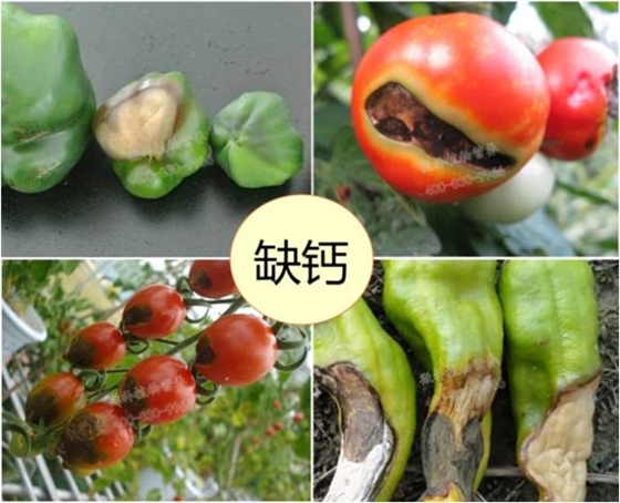 茄果类缺钙