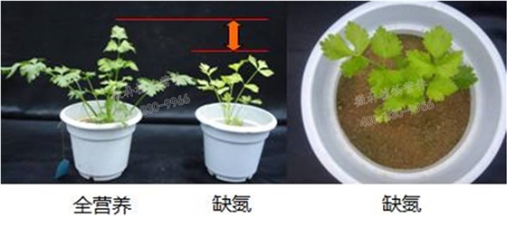 芹菜缺氮植株黄化