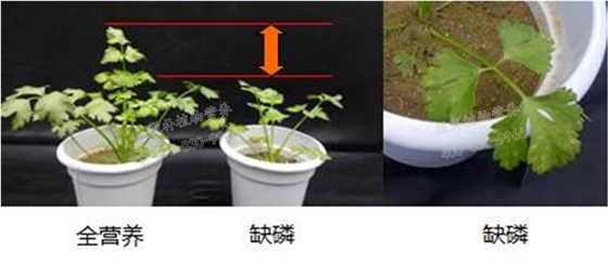 芹菜缺磷老叶发黄灼伤斑点