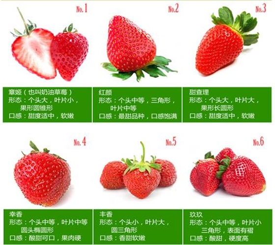 草莓品种红颜章姬等