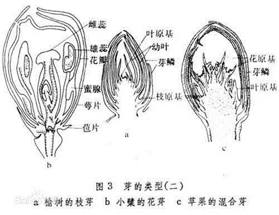 荔枝龙眼芽的类型