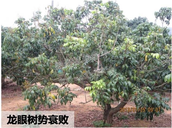 龙眼树势衰败