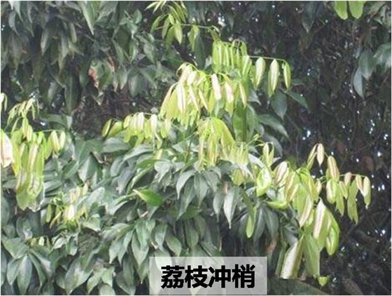 荔枝冲梢